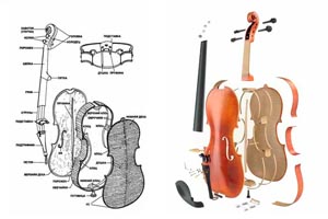 Violin Alphabet. Details and parts of stringed instruments.